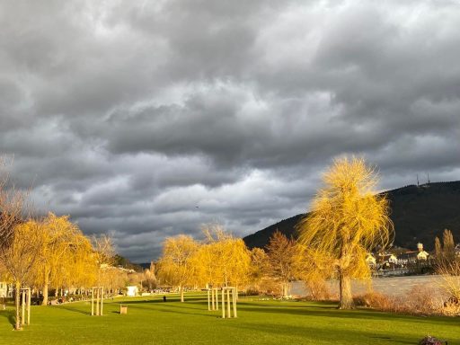 Trauerweiden, die indisch-gelb tragen unter dräuenden schwarzen Wolken